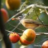 field_featured_image