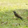 field_featured_image