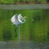 field_featured_image