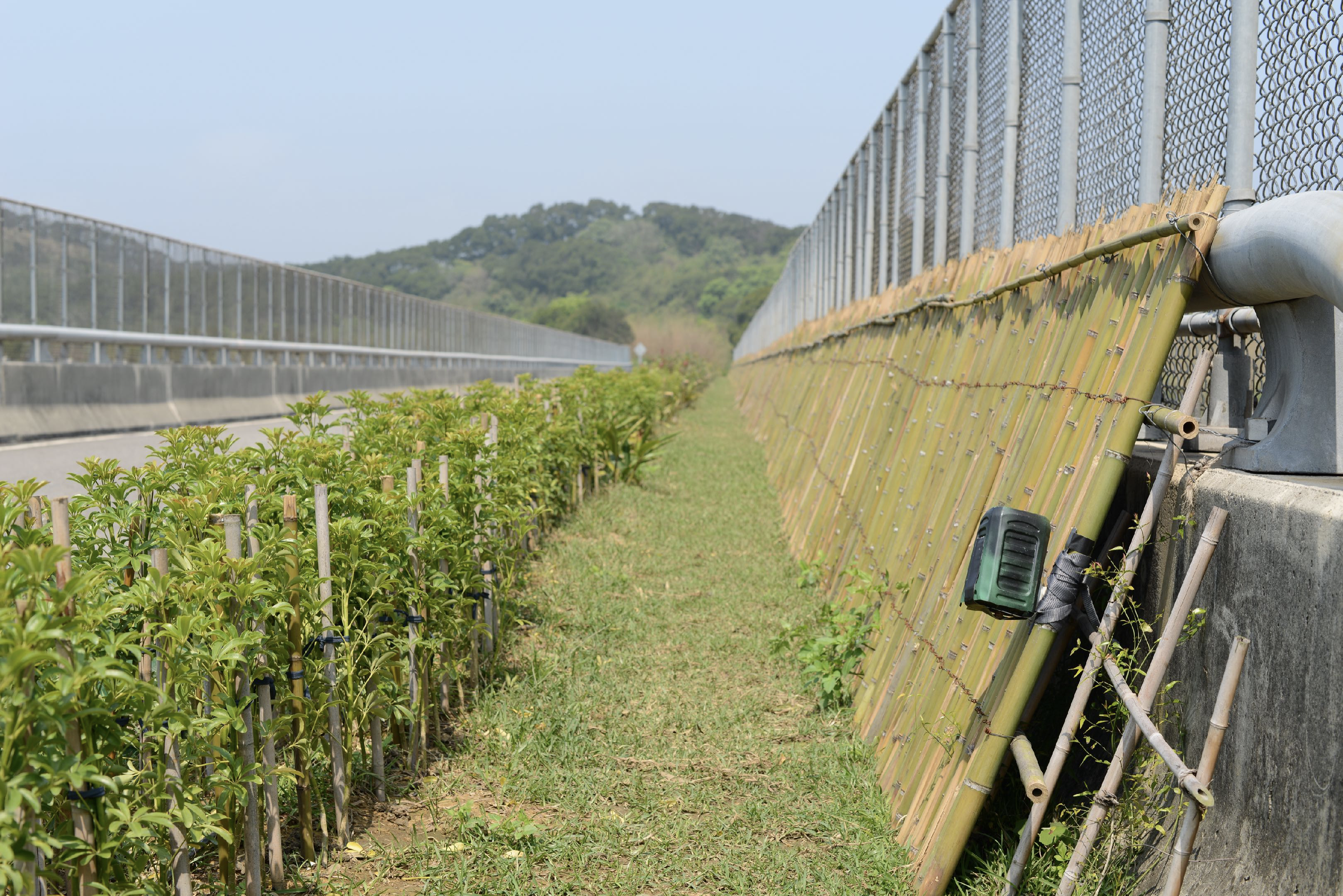 通霄1號橋