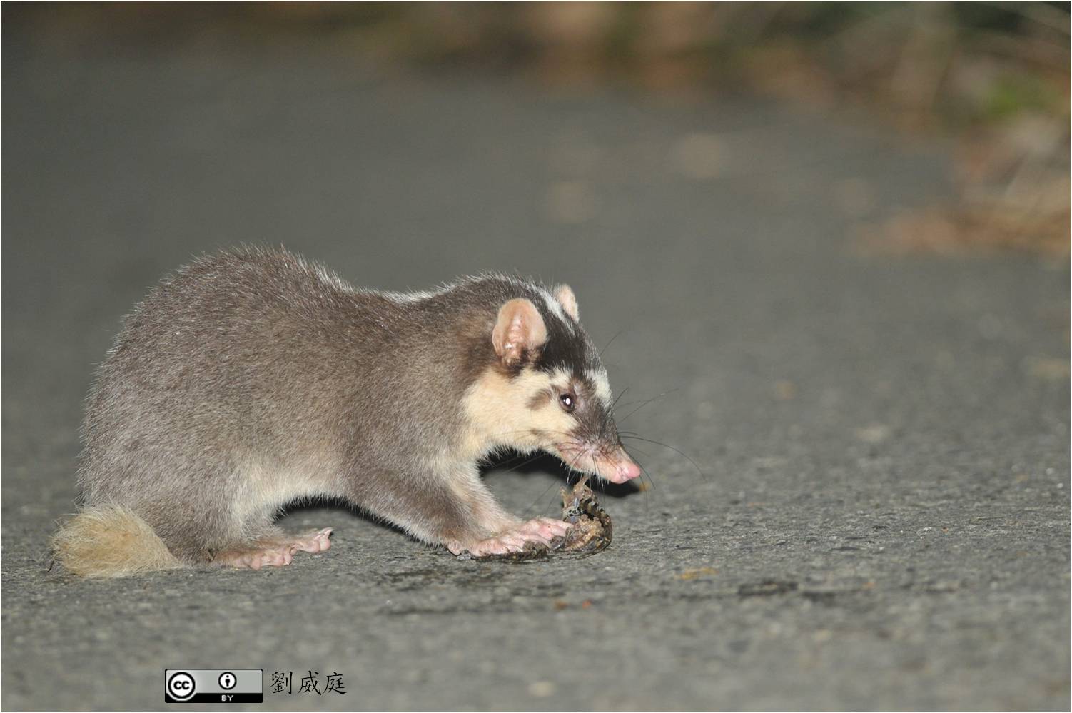 Vietnam Ferret Badger