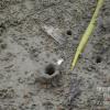 field_featured_image