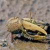 field_featured_image