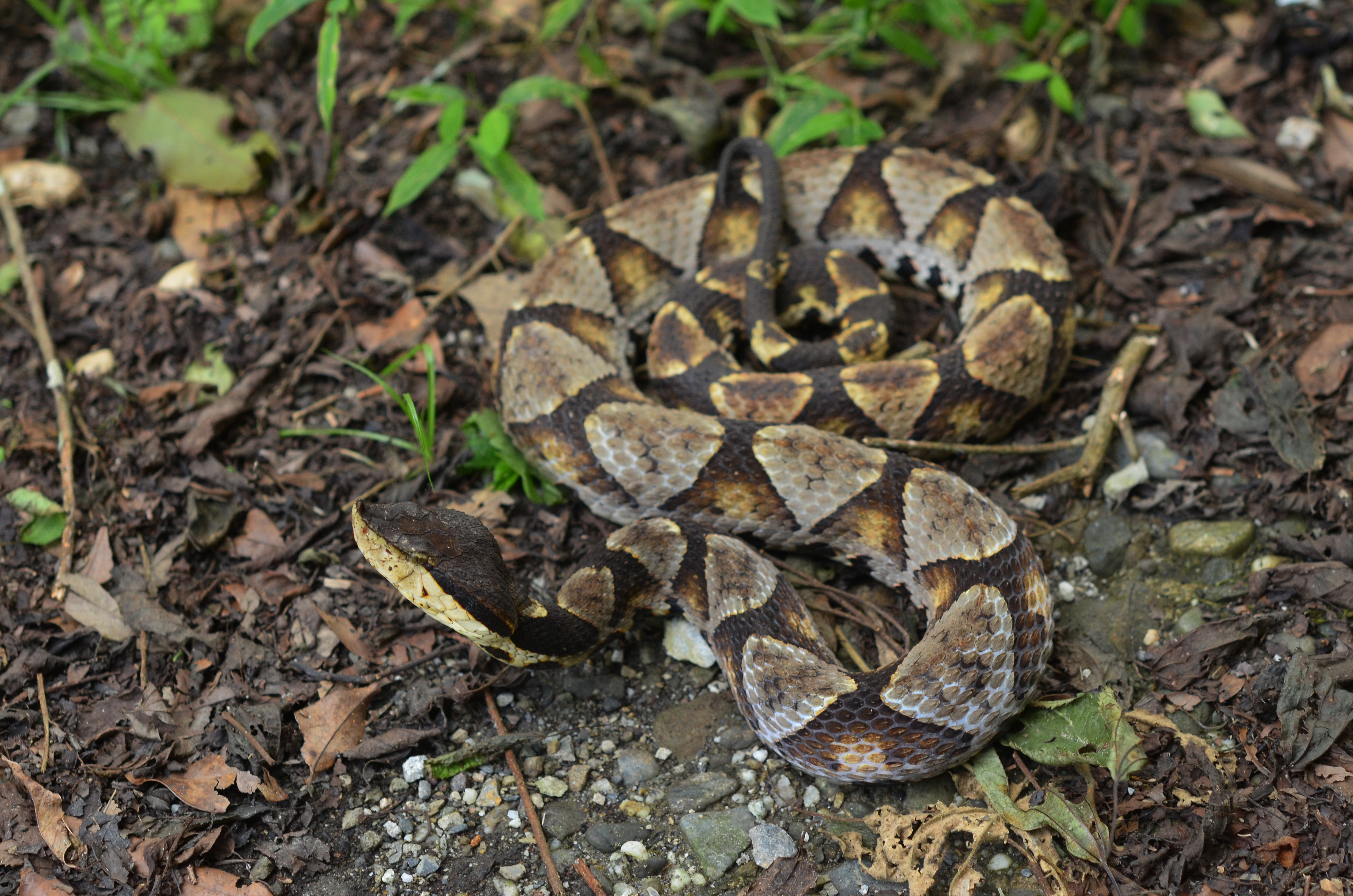 百步蛇Deinagkistrodon acutus | 臺灣動物路死觀察網Taiwan